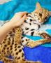 Продам котят АЛК( азиатской леопардовой кошки) —-8__956..06_80